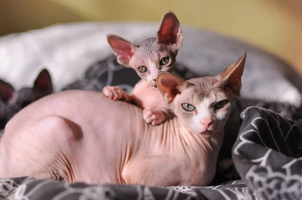 Two cat Sphynx — Stock Photo, Image