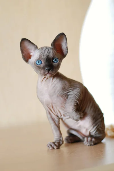 Çıplak kedi Sphynx — Stok fotoğraf