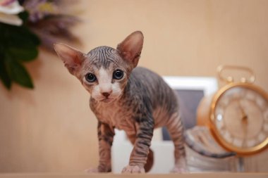 Sphynx kedi masaya