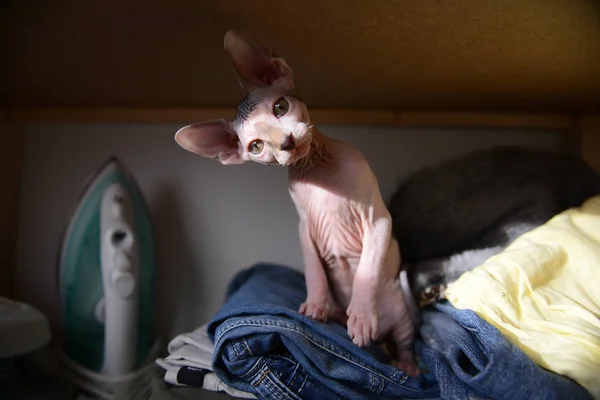 Sphynx kedi masaya