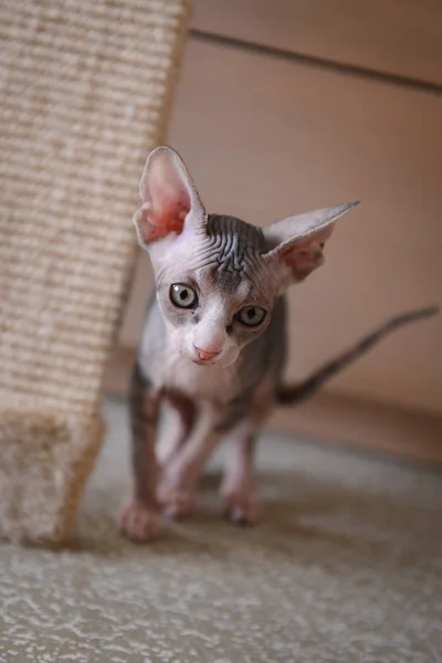 Sphynx katt på bordet — Stockfoto