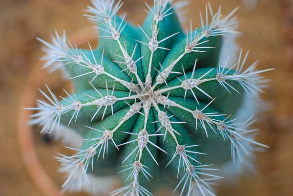Cactus de cerca con agujas — Foto de Stock