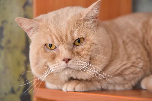 Genç bir İngiliz kedi evde oturur