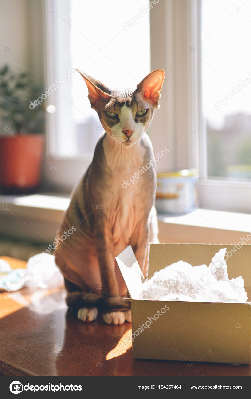 karton kedi resimleri