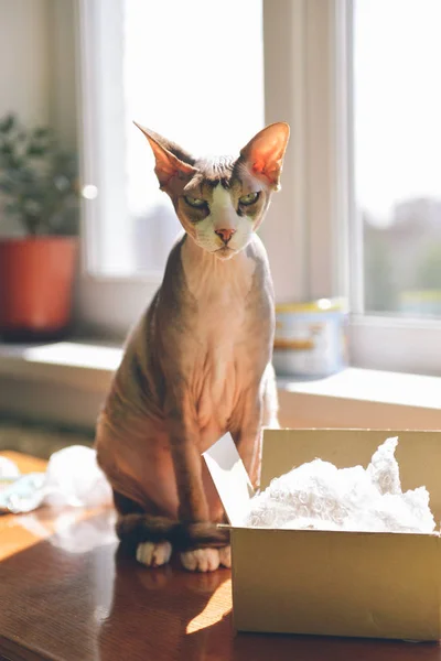 Sfinge di gatto senza peli canadese seduta vicino a una scatola — Foto Stock