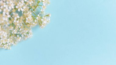 mavi arka planda bahar çiçekleri