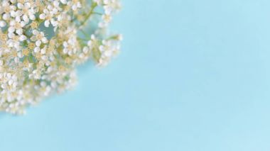 mavi arka planda bahar çiçekleri