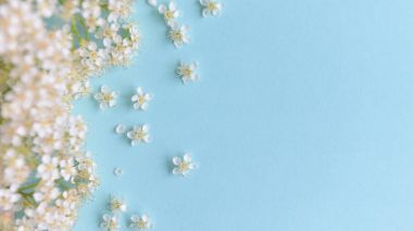 mavi arka planda bahar çiçekleri