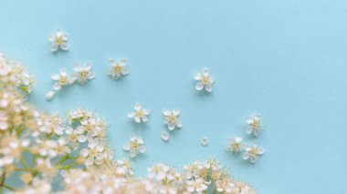 mavi arka planda bahar çiçekleri