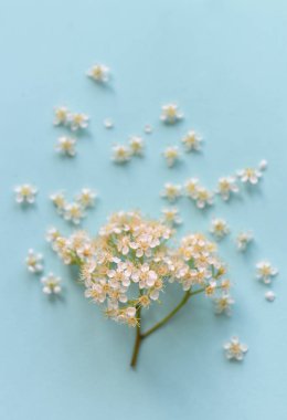 mavi arka planda bahar çiçekleri