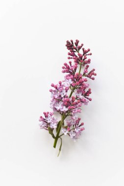 Pembe Eflatun çiçekler - çiçek arka plan çiçeklenme