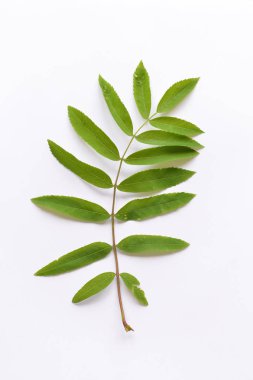 Beyaz bir arka planda Rowan Şubesi