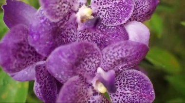 bahçede çiçek orkide çiçekleri.