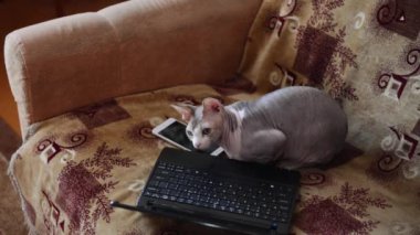 Kanadalı bir Sfenks kedisi bir kanepe yakınındaki bir dizüstü oturur