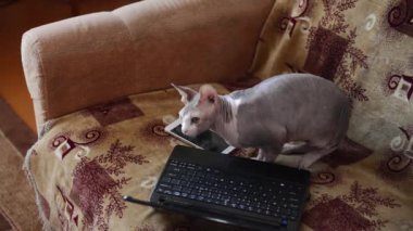 Kanadalı bir Sfenks kedisi bir kanepe yakınındaki bir dizüstü oturur