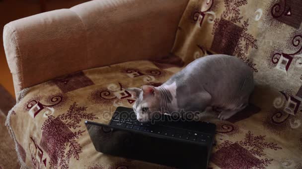 Um gato de uma esfinge canadense senta-se em um sofá perto de um laptop — Vídeo de Stock