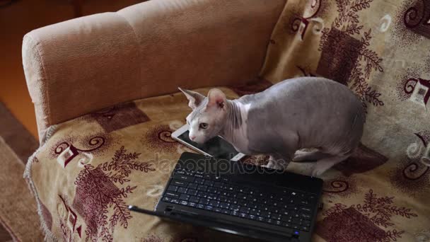 Kot Sfinks kanadyjski siedzi na kanapie w pobliżu laptopa — Wideo stockowe