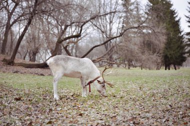 Ren geyiği ilkbahar veya sonbaharda parkta yürüyor