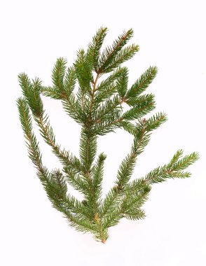 Beyaz arkaplanda köknar ağacı dalı izole