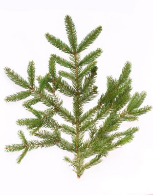 Beyaz arkaplanda köknar ağacı dalı izole