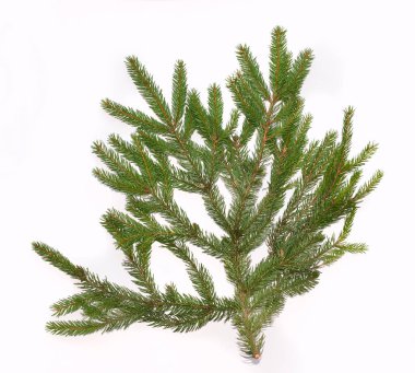 Beyaz arkaplanda köknar ağacı dalı izole