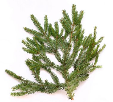 Beyaz arkaplanda köknar ağacı dalı izole