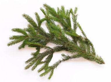 Beyaz arkaplanda köknar ağacı dalı izole