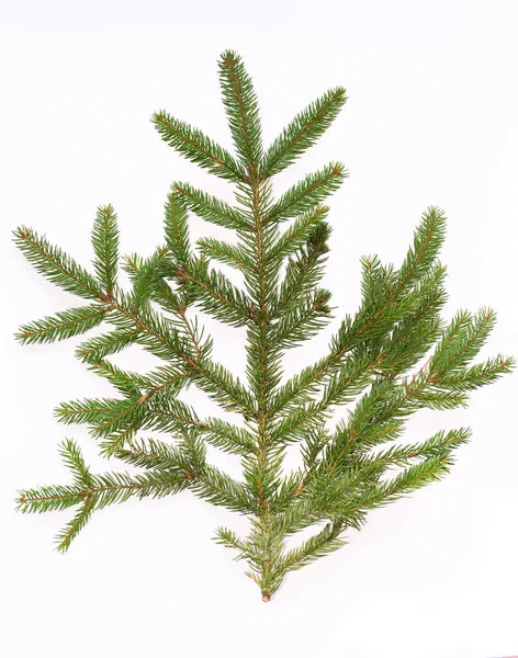 Beyaz arkaplanda köknar ağacı dalı izole