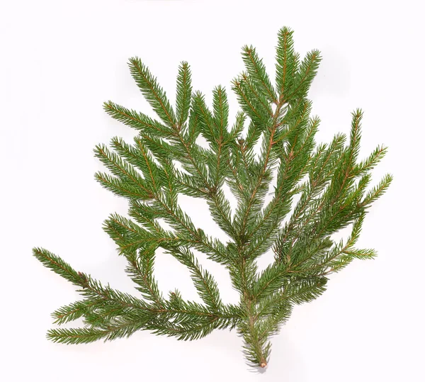 Beyaz arkaplanda köknar ağacı dalı izole