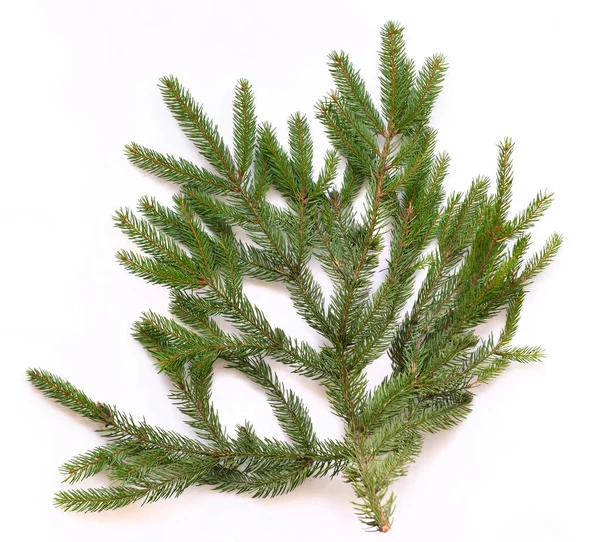 Beyaz arkaplanda köknar ağacı dalı izole