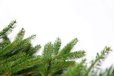 Beyaz arkaplanda köknar ağacı dalı izole
