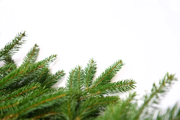 Fir tree branch isolated on white background Stock Image