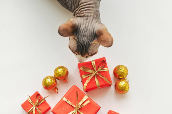 christmas composition, spruce branches to gifts in red boxes, Sphynx cat