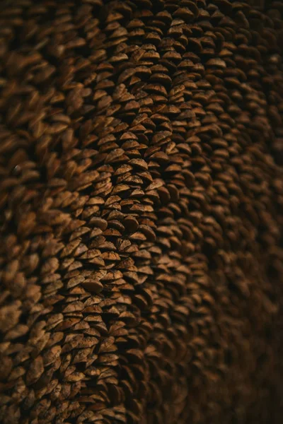 doku arka planını koniler yaprakları