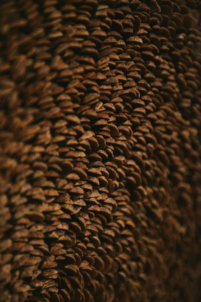 Текстура фона лепестков конусов — стоковое фото