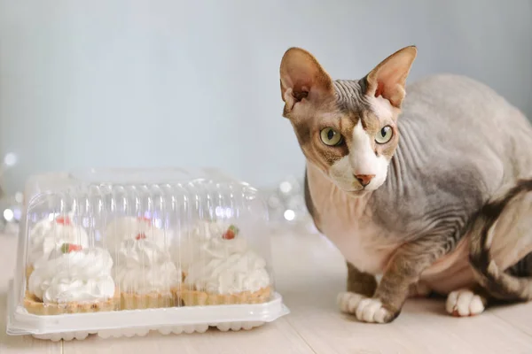 Sfinge di gatto seduta vicino a un arredamento di Natale — Foto Stock