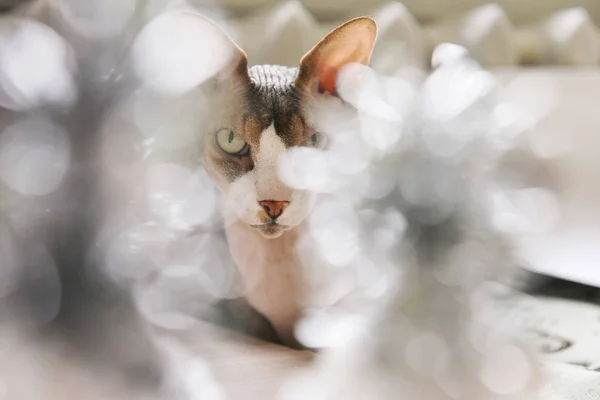 Sfinge di gatto seduta vicino a un arredamento di Natale — Foto Stock