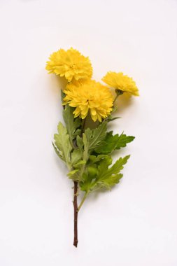 Krizantem dalı izole bir arka plan üzerinde yatıyor