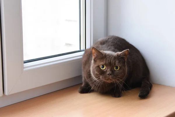 Un giovane gatto britannico si siede a casa — Foto Stock