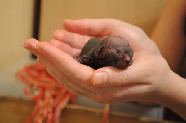 Yeni doğan küçük Sfenks yavru kedi bir adam elinde — Stok fotoğraf