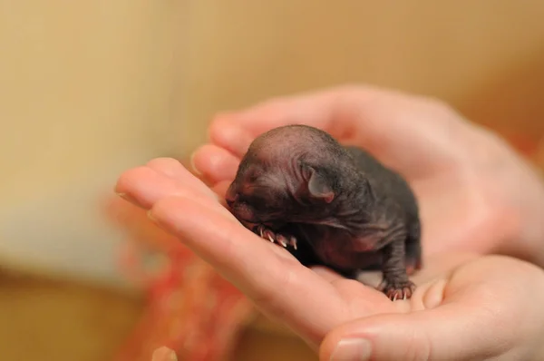 Newborn small sphinx kitten in the hands of a man — Stock Photo, Image