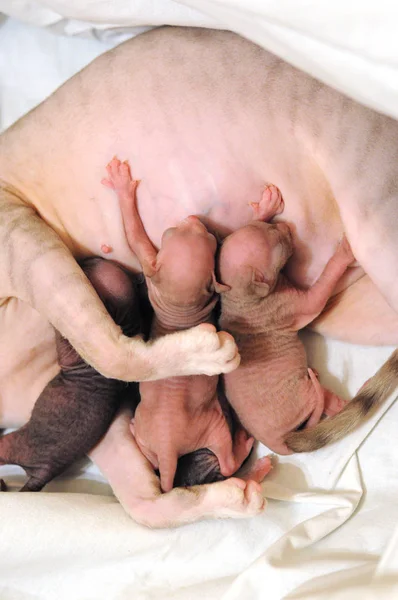 Новорожденный маленький сфинкс котенок, питающийся молоком от матери их кошек — стоковое фото