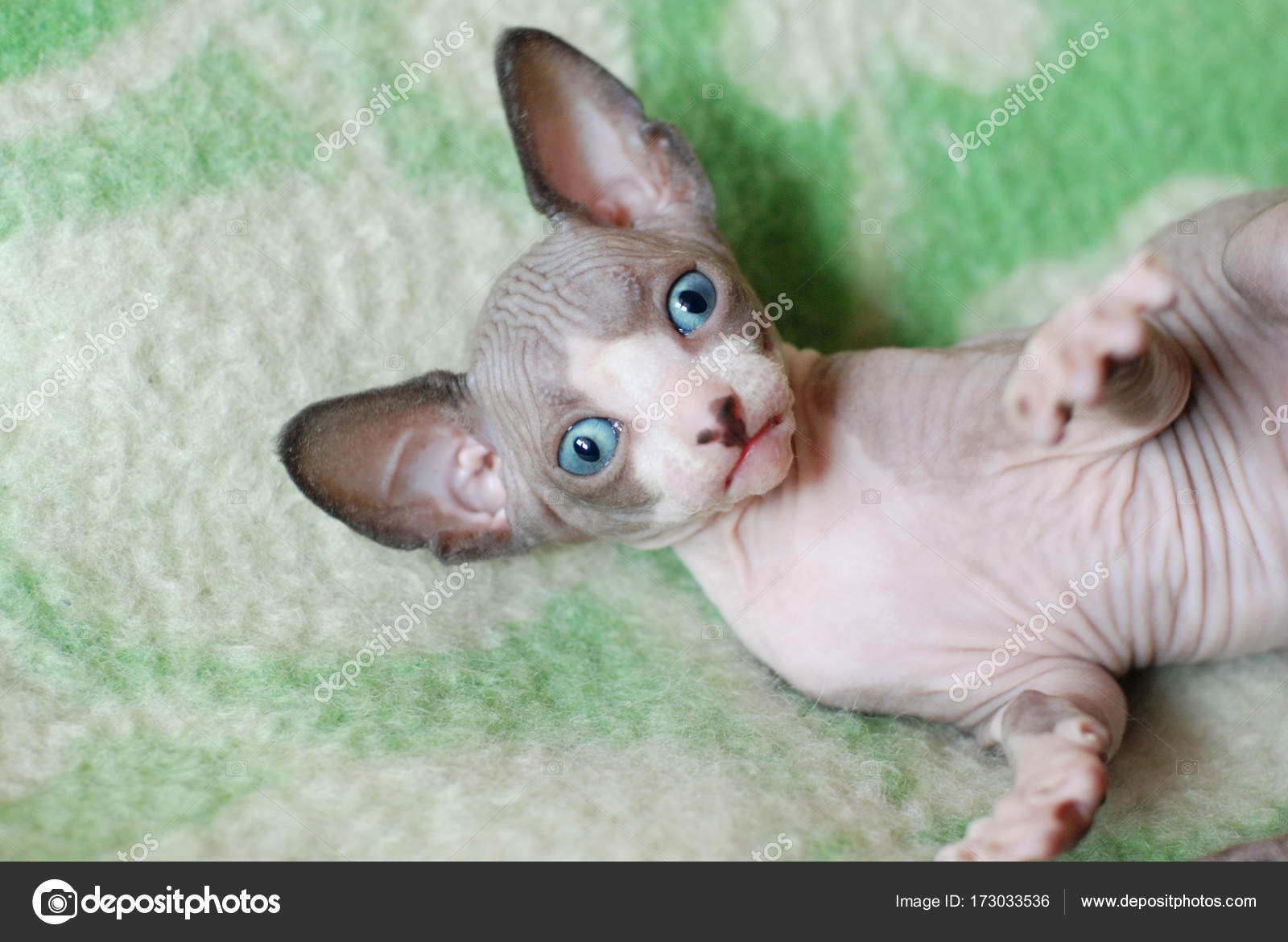 bald cat kitten