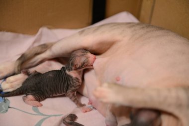 Yeni doğan küçük Sfenks yavru kediler anne sütünden yeme