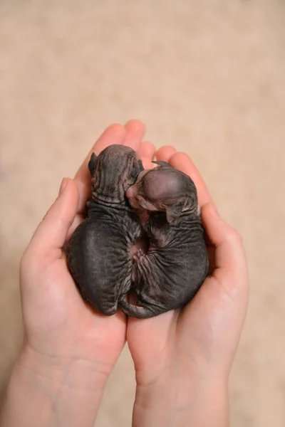 Gatito de esfinge pequeño recién nacido en las manos de un hombre — Foto de Stock