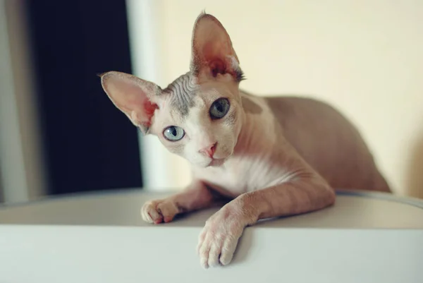 açık gri renk bir kedi gözlü kel Sfenks yakın çekim portresi. Kanada sphynx