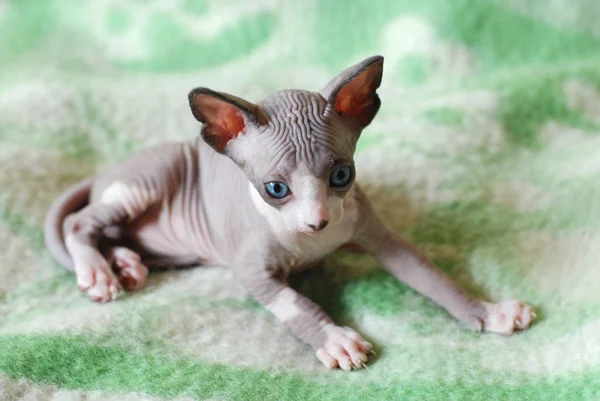 Gato calvo, retrato esfinge gatos, gato desnudo, gatito sin lana — Foto de Stock