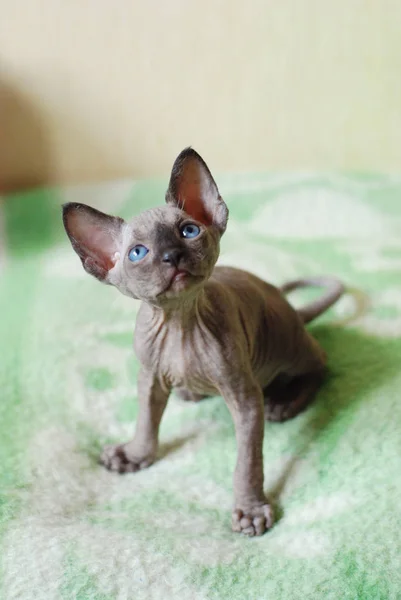Лысый кот, портрет сфинкса, голый кот, котенок без шерсти — стоковое фото