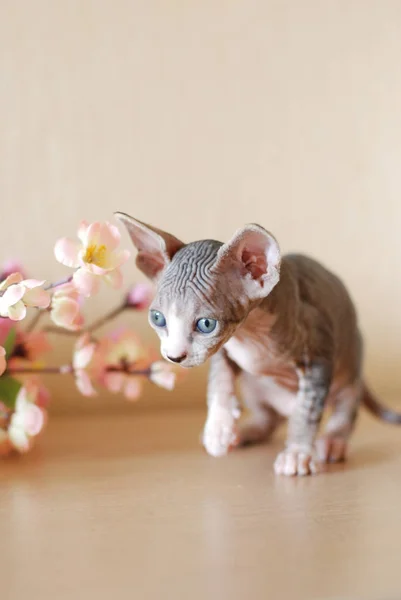 Gato calvo, retrato esfinge gatos, gato desnudo, gatito sin lana —  Fotos de Stock