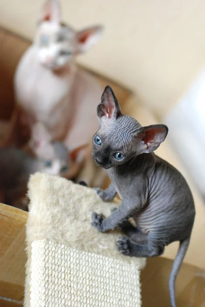 Beautiful gray cat sphinx playing at home, bald cat — Stock Photo, Image